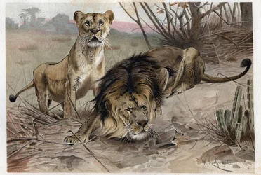 Le lion (Panthera leo) - gravure de 