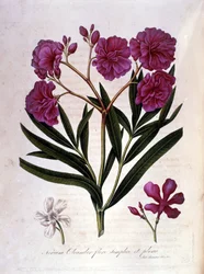 Le laurier rose (oléandre) - herbier du XVIIIe siècle