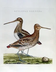 Bécasses et œuf (Scolopax gallinago) - gravure