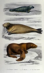 Planche de zoologie représentant un phoque, un morse et un lion de mer. XIXe siècle