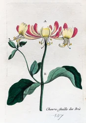 chèvrefeuille sauvage