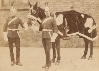 Un cheval du 3e