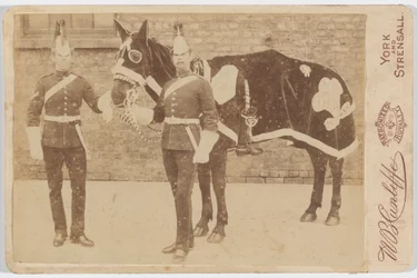 Un cheval du 3e