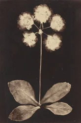 Photogramme botanique, années 1860 (photo)