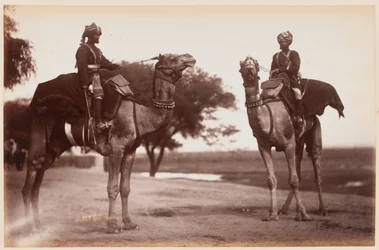 Camel Sowars au camp d