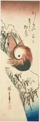 Un Canard Mandarin sur une berge enneigée