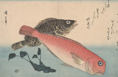 Amadai, Mebaru et racine de wasabi