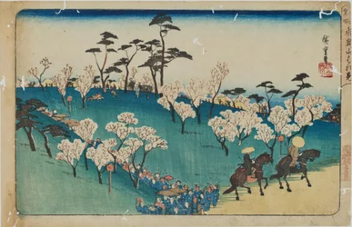 « Contemplation des cerisiers en fleurs sur la colline d