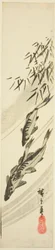 Poissons dans un Ruisseau