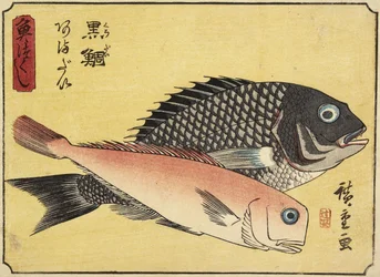 Dorade et Tilefish, 1830-1844