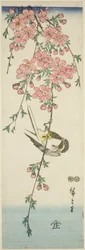 Mésange et Fleurs de Cerisier