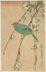 Oeil blanc japonais et cerisier pleureur