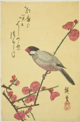 Moineau de Java sur une branche de prunier