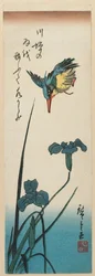 Eisvogel und Iris