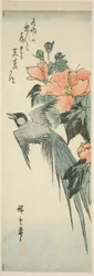 Oiseau à longue queue et hibiscus