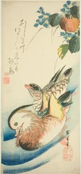 Canards mandarins