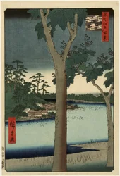 Plantation de paulownias à Akasaka