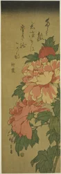 Pivoines