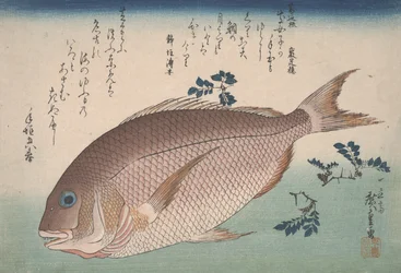 Dorade et poivre de sansho, c.1830