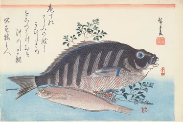 Shimadai et Ainame, de la série 