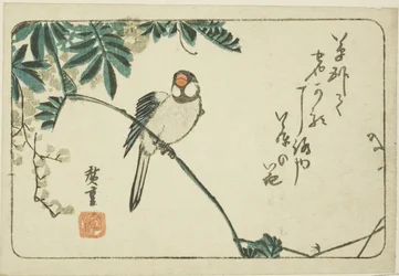 Moineau et glycine