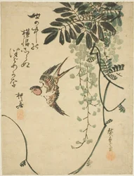 Hirondelle et glycine