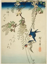 Hirondelle, oiseau jaune et glycine