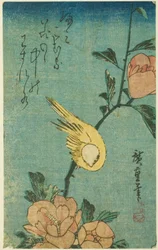Oiseau jaune et hibiscus