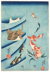 Poisson rouge, poisson-taupe, raie et poisson-globe, vers 1837 (gravure sur bois)