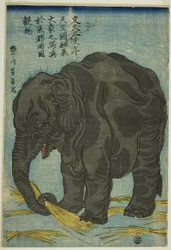 Image du grand éléphant d