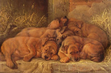 Amour de chiot