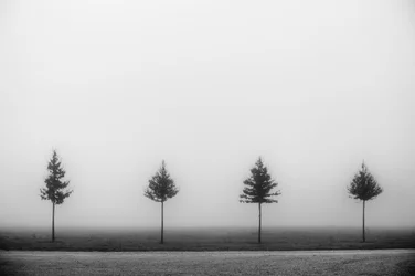 Quatre arbres brumeux