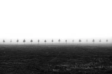 Les arbres de Misty Field