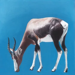 Bontebok contre Blue