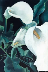 Élégants lis calla blancs