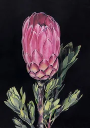 Protéa rose exotique