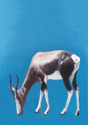Une antilope blesbok en train de paître