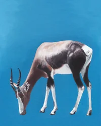 Une antilope bontebok en train de paître