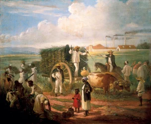 Récolte de roseaux