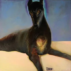 Lévrier aux yeux dorés