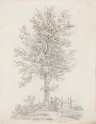 Arbre à feuilles larges