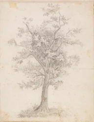 Arbre à feuilles larges