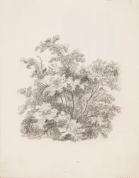 Arbustes