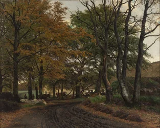 Un chemin sous de vieux arbres