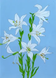 Élégants lys blancs