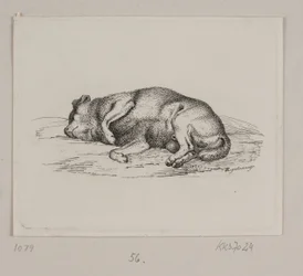 Un chien couché
