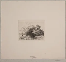 Bordure de forêt