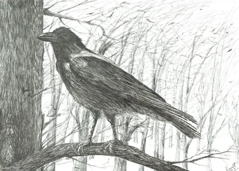 Oiseau