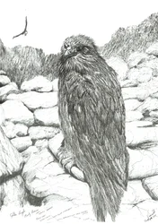 Aigles des Highlands, 2011