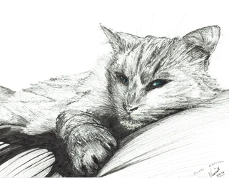 Monty, en train de faire la sieste